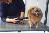 SECHAGE - SPITZ NAIN 042